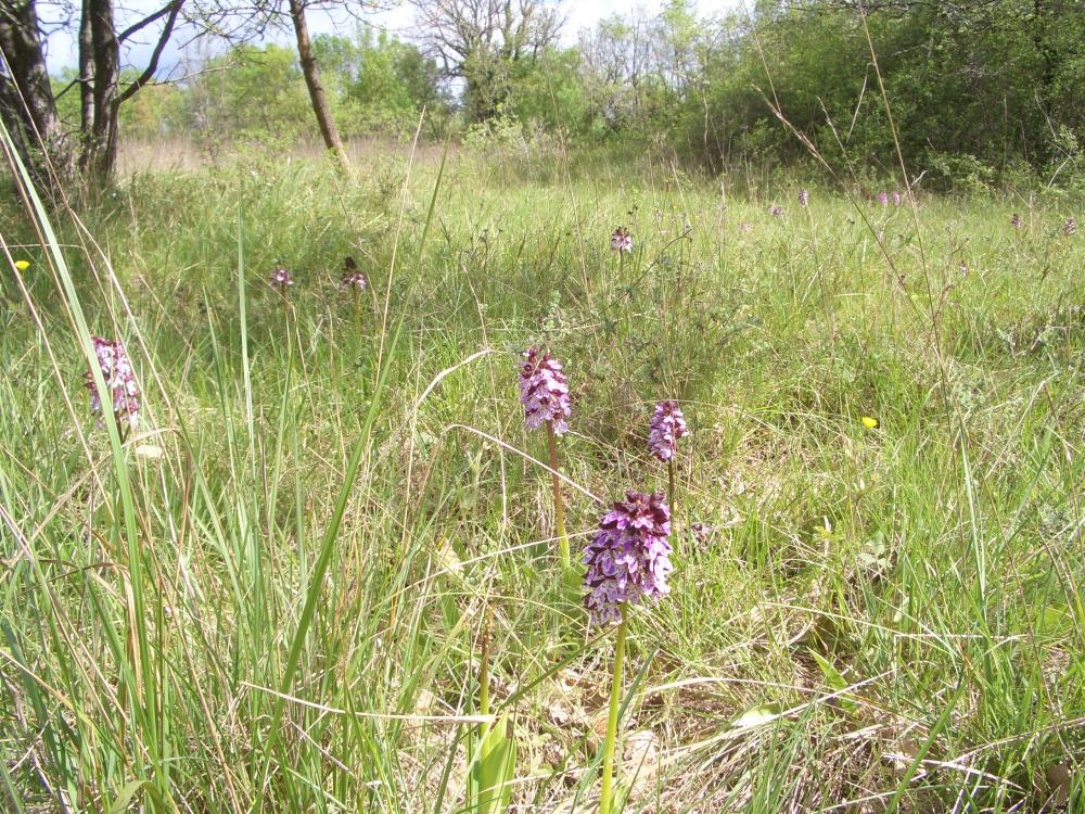 Orchis pourpre, Grivollée Orchis purpurea Huds., 1762