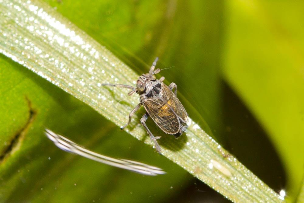 Javesella dubia (Kirschbaum, 1868)