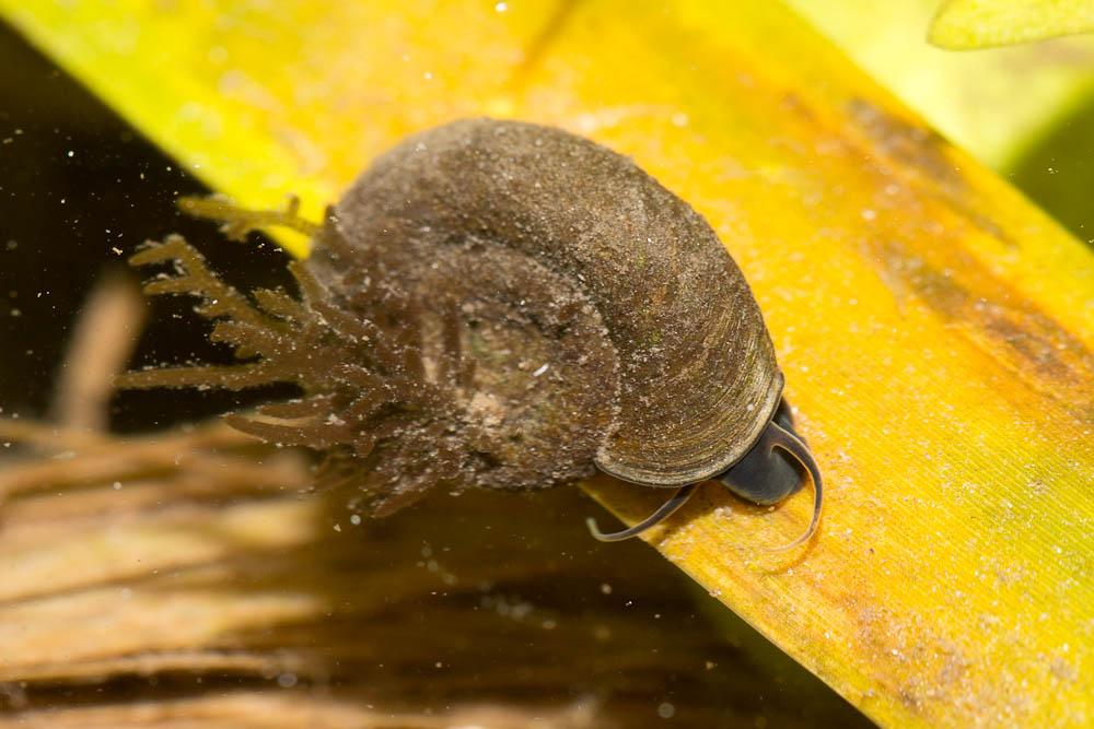 Planorbe commune Planorbis planorbis (Linnaeus, 1758)