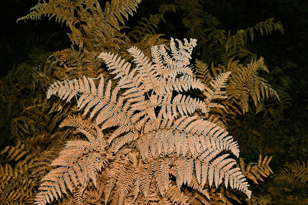 Fougère aigle, Porte-aigle Pteridium aquilinum (L.) Kuhn, 1879