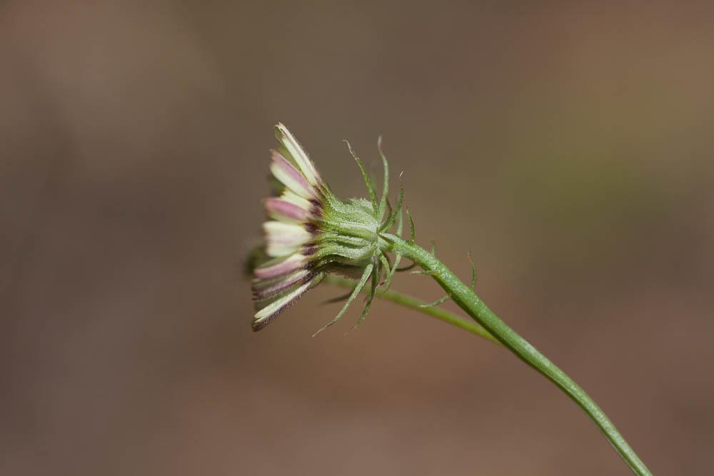Trépane barbue Tolpis barbata (L.) Gaertn., 1791
