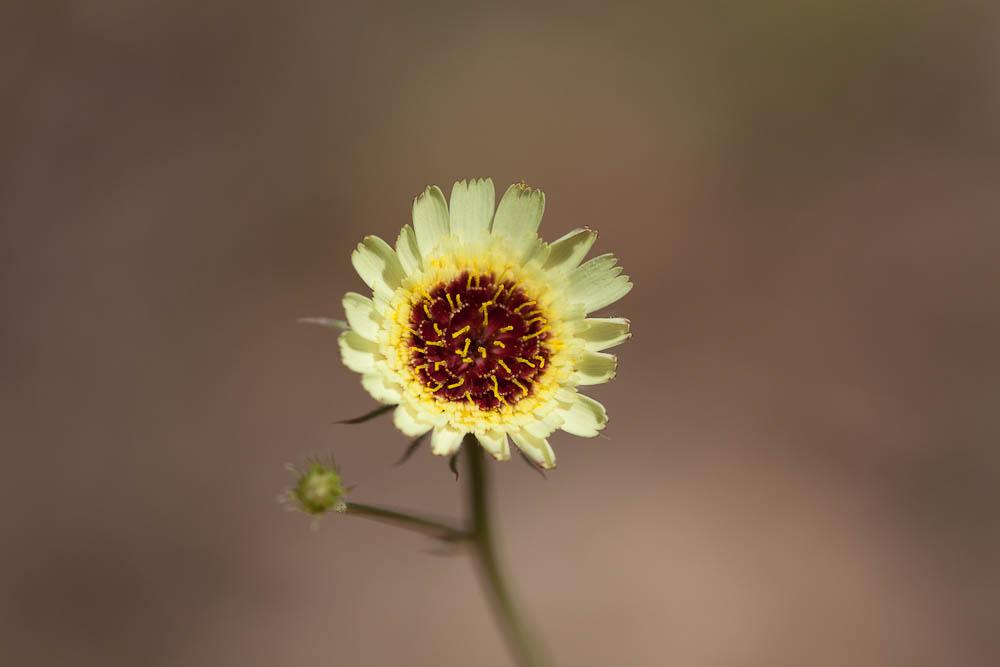 Trépane barbue Tolpis barbata (L.) Gaertn., 1791