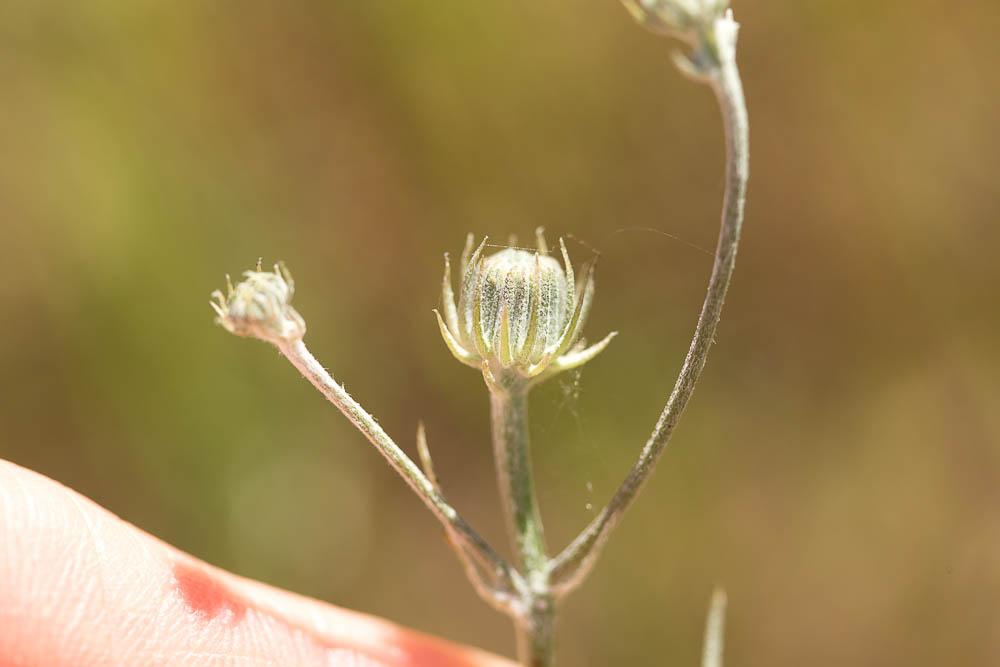 OEil-du-Christ Tolpis umbellata Bertol., 1803