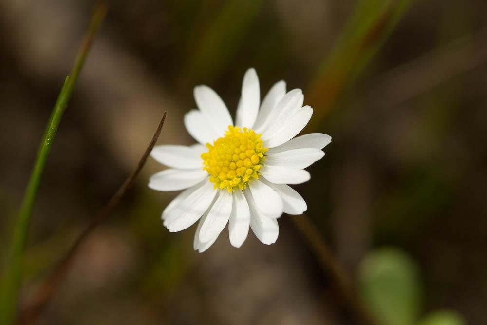 Pâquerette annuelle Bellis annua L., 1753