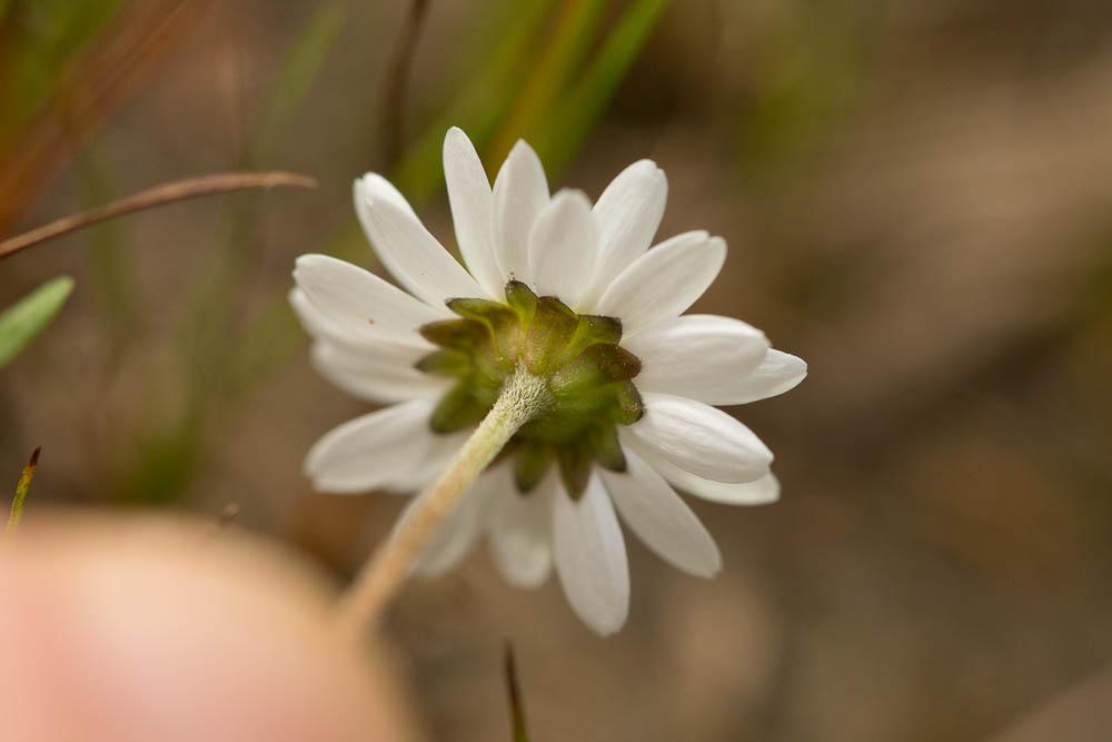 Pâquerette annuelle Bellis annua L., 1753