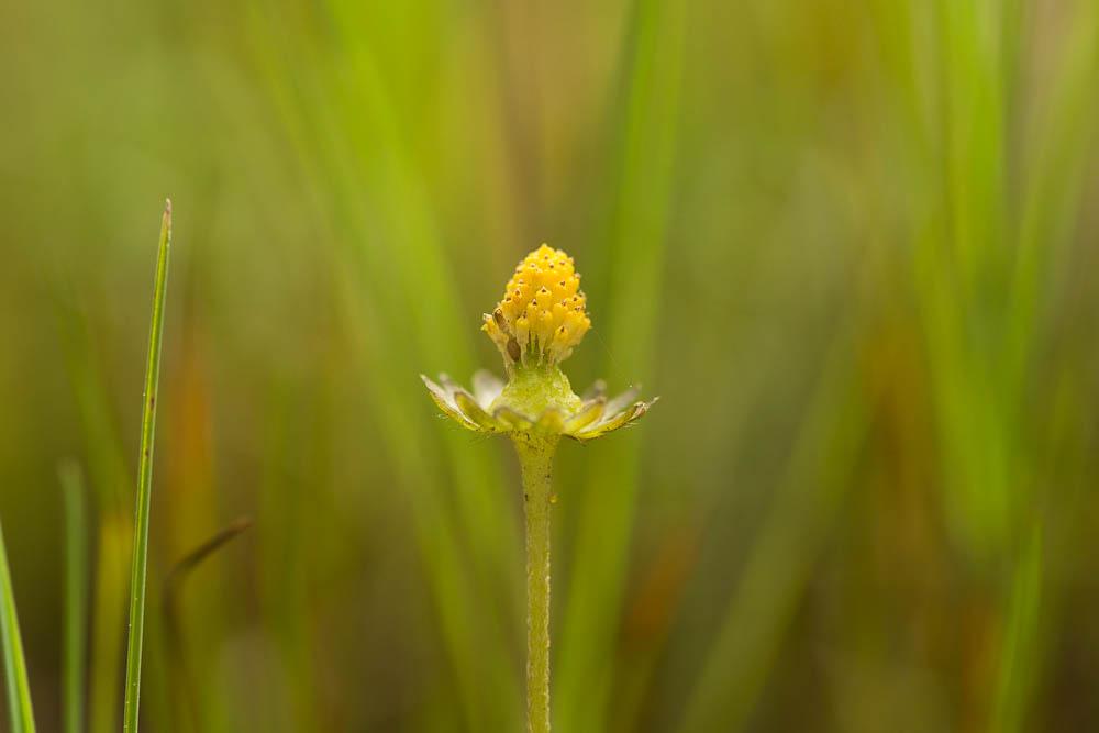 Pâquerette annuelle Bellis annua L., 1753