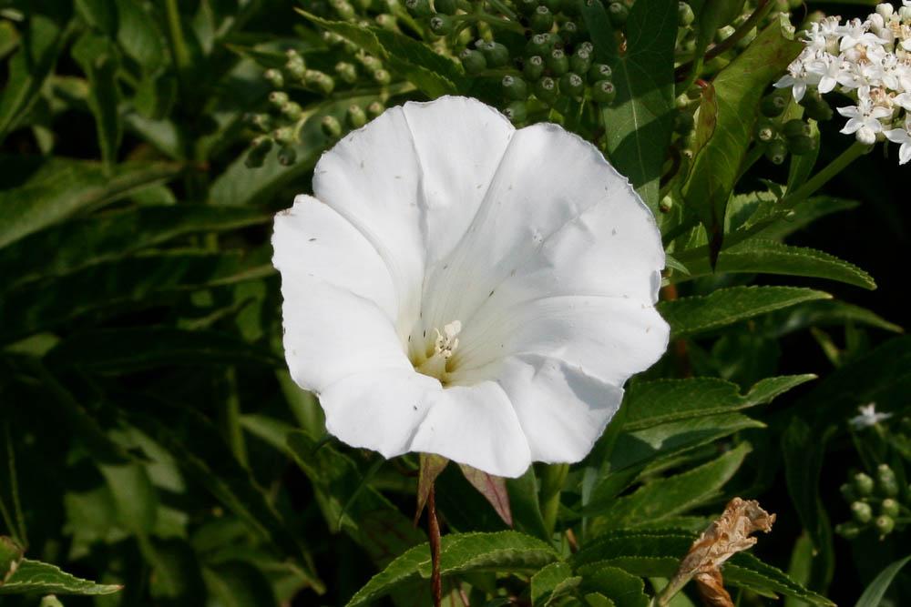 Le Liset, Liseron des haies Convolvulus sepium L., 1753