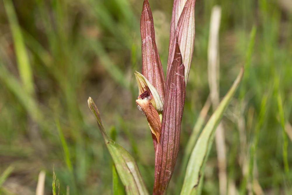 Sérapias à petites fleurs Serapias parviflora Parl., 1837