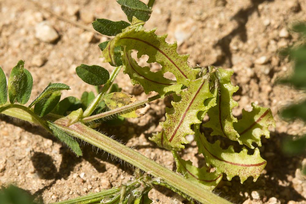 Biserrule en forme de hache Biserrula pelecinus L., 1753