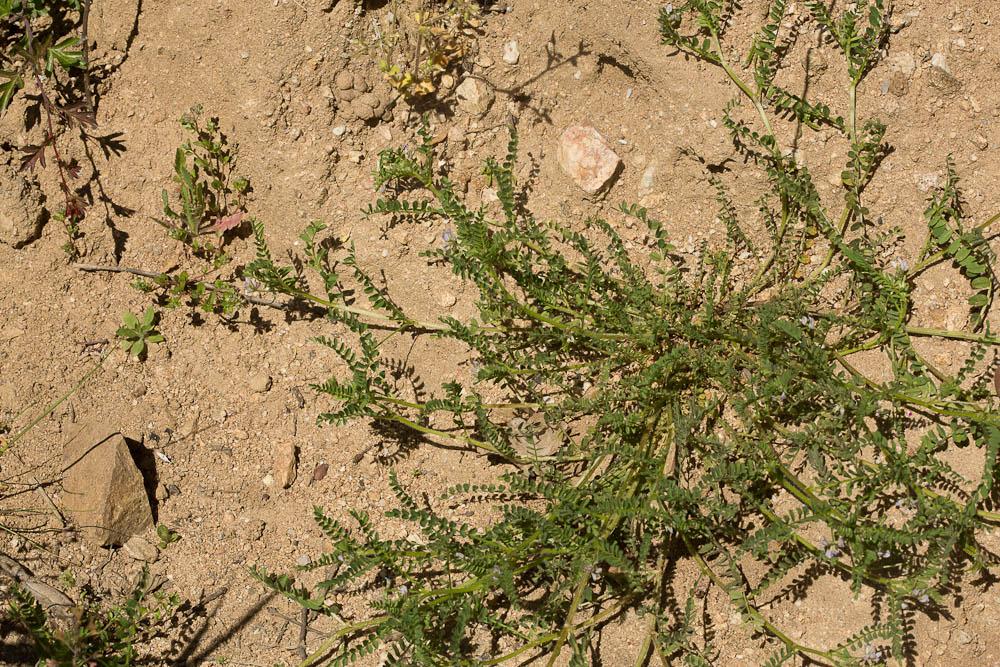 Biserrule en forme de hache Biserrula pelecinus L., 1753