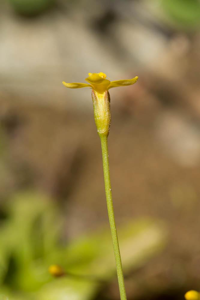 Cicendie filiforme Cicendia filiformis (L.) Delarbre, 1800
