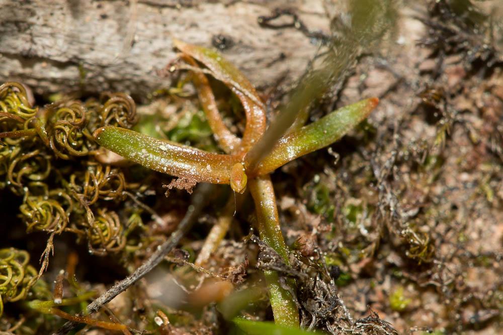 Cicendie filiforme Cicendia filiformis (L.) Delarbre, 1800