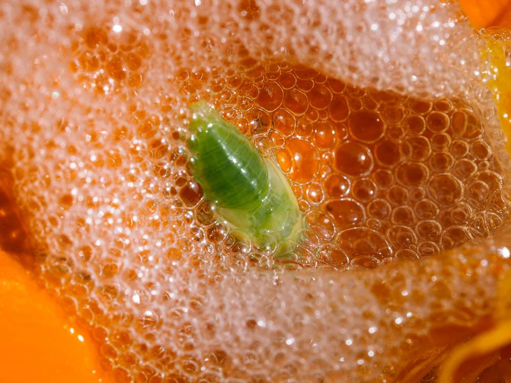 Aphrophore des saules Aphrophora salicina (Goeze, 1778)
