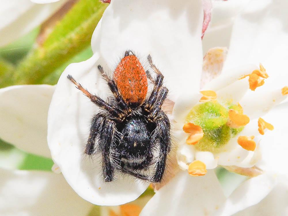  Carrhotus xanthogramma (Latreille, 1819)