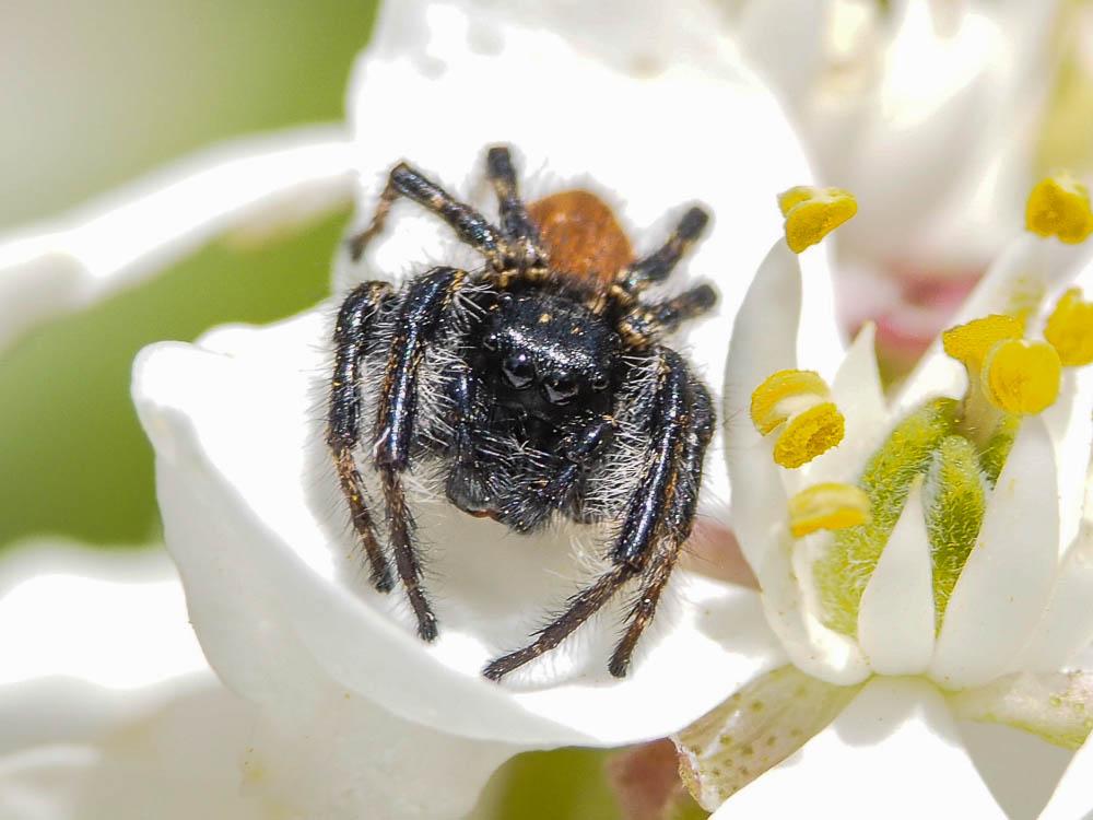  Carrhotus xanthogramma (Latreille, 1819)
