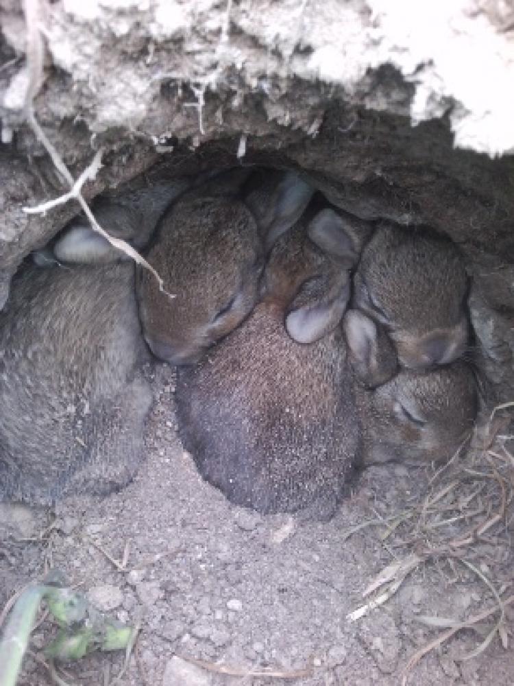 Lapin de garenne Oryctolagus cuniculus (Linnaeus, 1758)