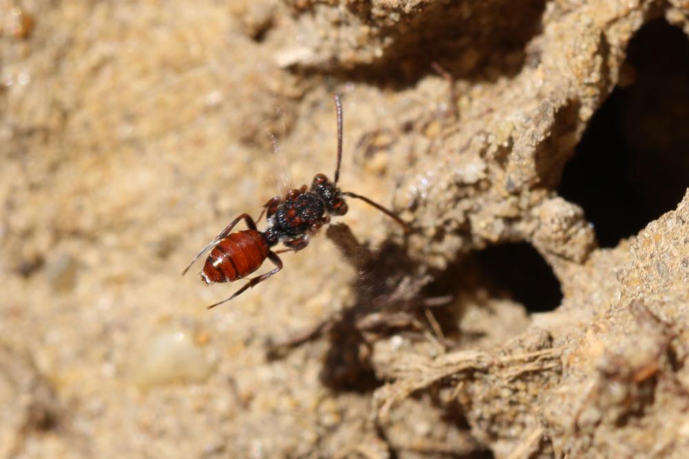  Nomada Scopoli, 1770