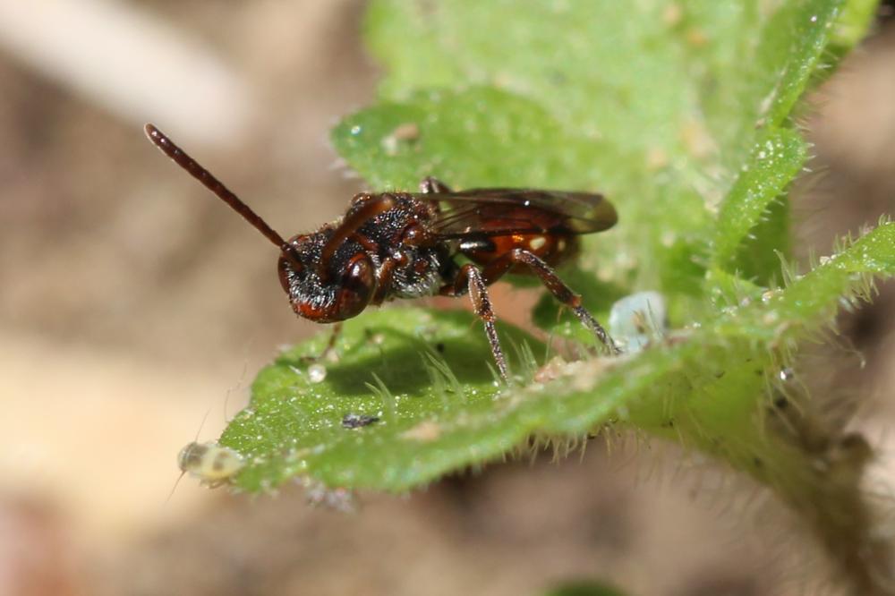  Nomada Scopoli, 1770