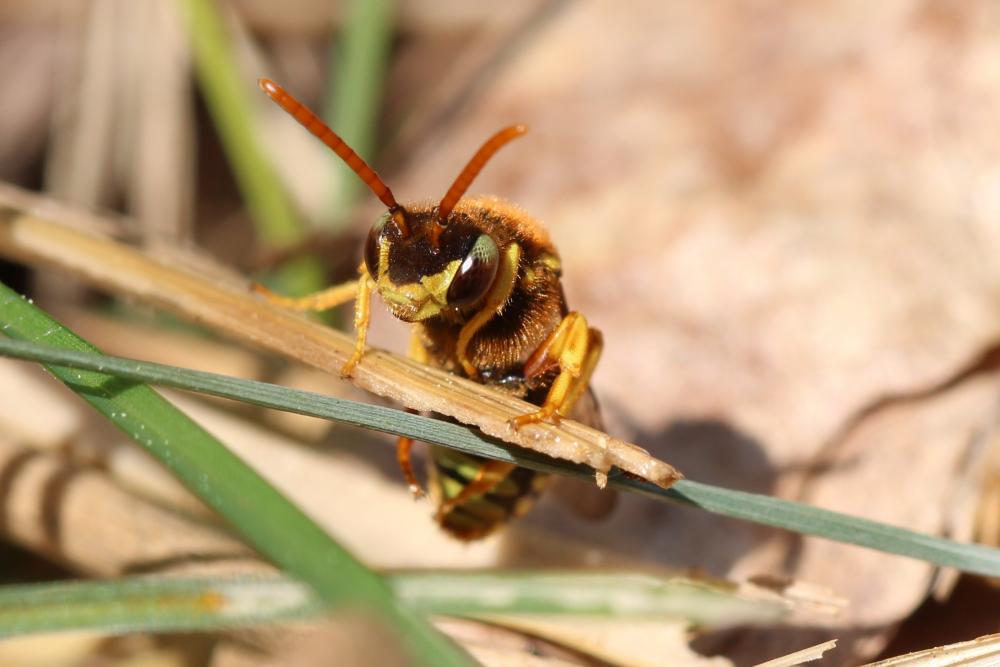 Nomada sexfasciata Panzer, 1799