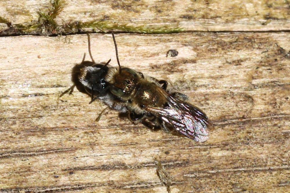  Osmia Panzer, 1806