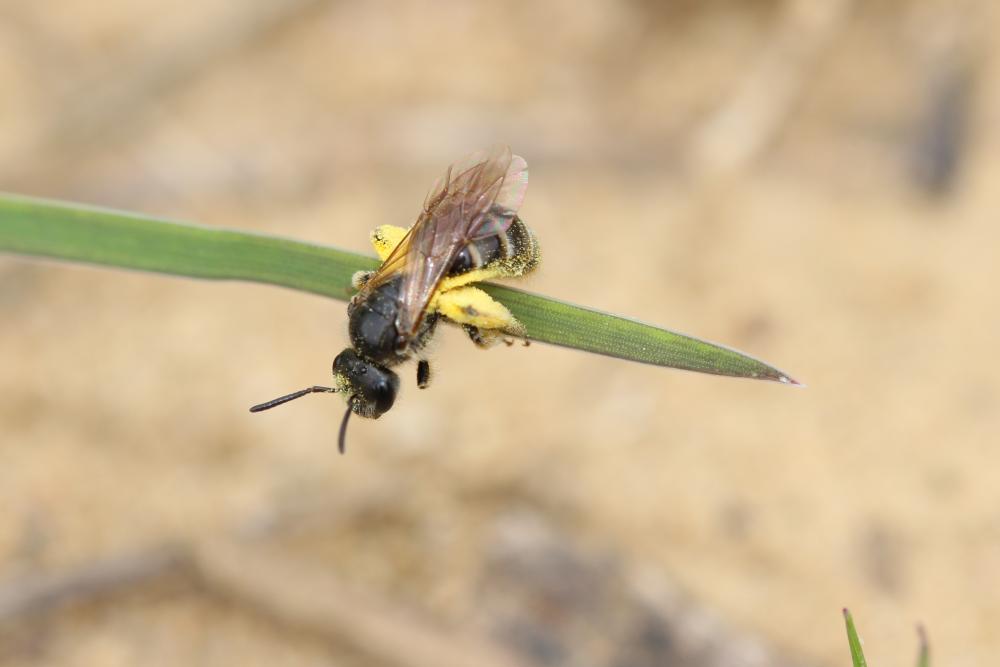  Halictidae Thomson, 1869