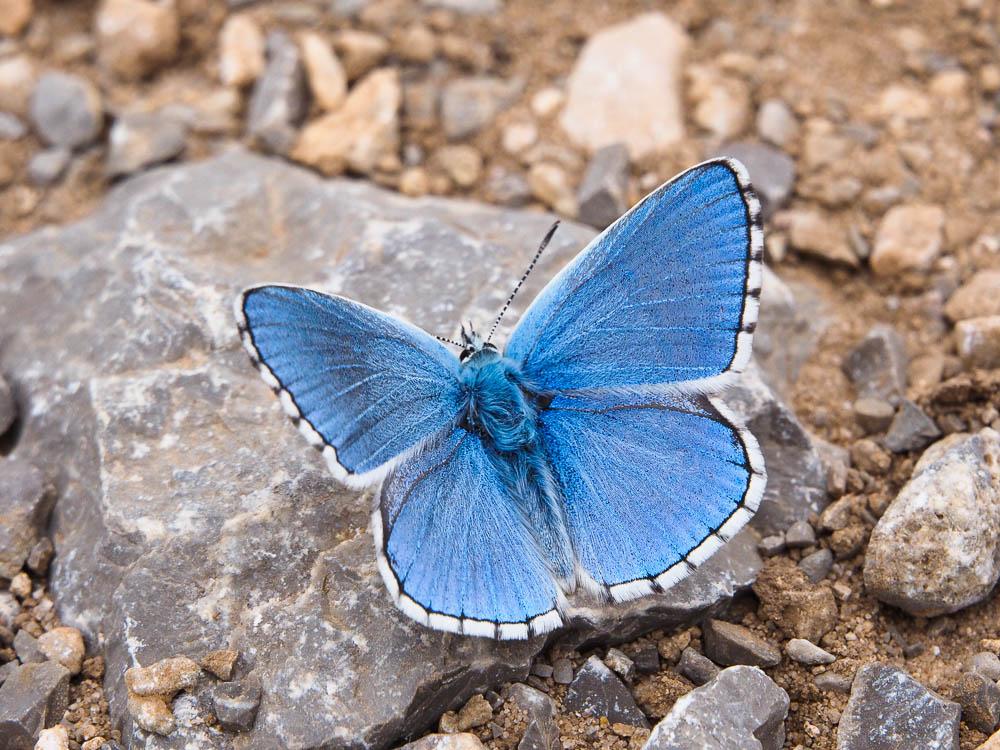 Le Azuré bleu-céleste (L'), Bel-Argus (Le), Argus ble Lysandra bellargus (Rottemburg, 1775)