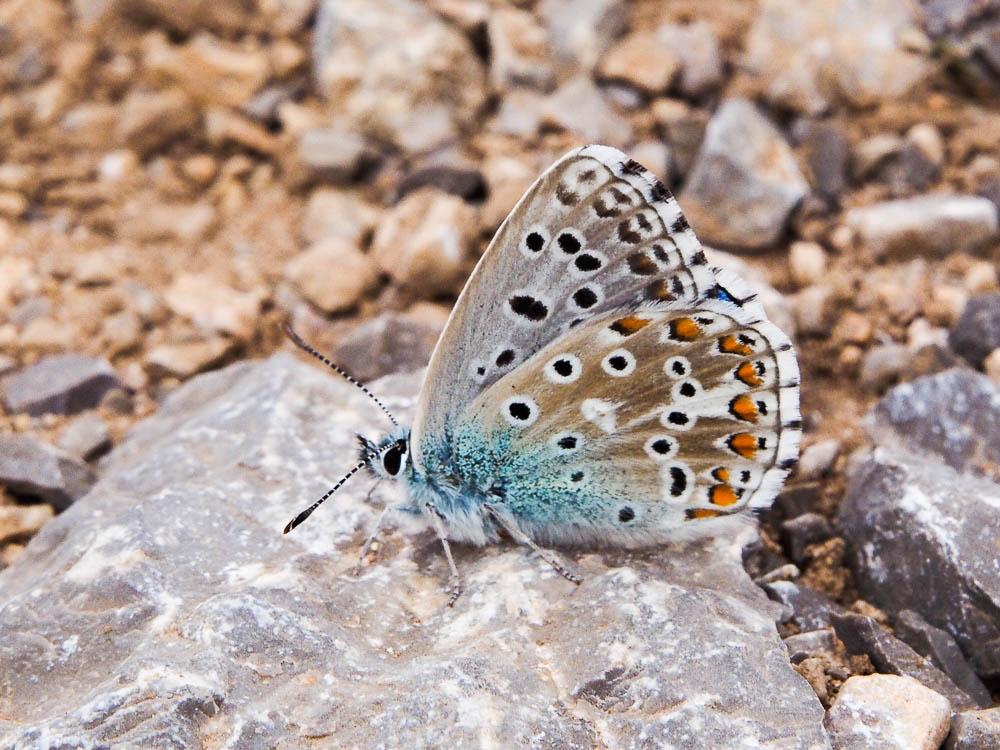 Azuré bleu-céleste (L'), Bel-Argus (Le), Argus ble Lysandra bellargus (Rottemburg, 1775)