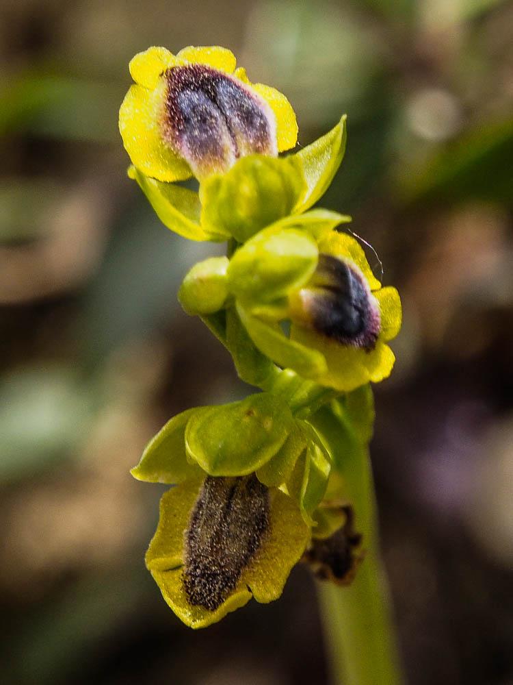 Ophrys jaune Ophrys lutea Cav., 1793