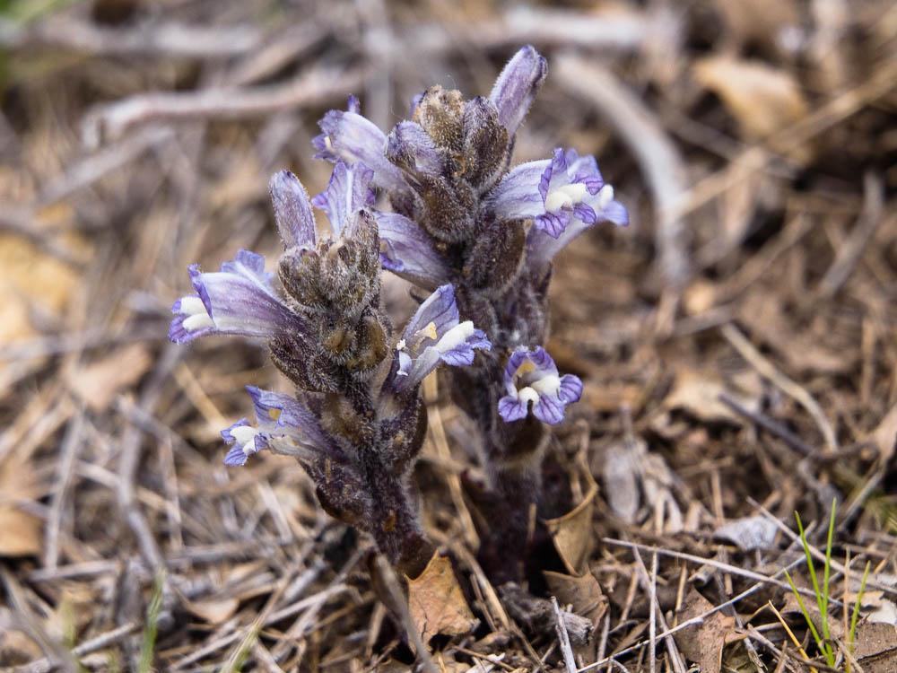 Orobanche L., 1753