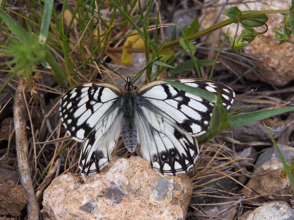 Échiquier d'Occitanie (L'), Demi-Deuil occitan (Le Melanargia occitanica (Esper, 1793)