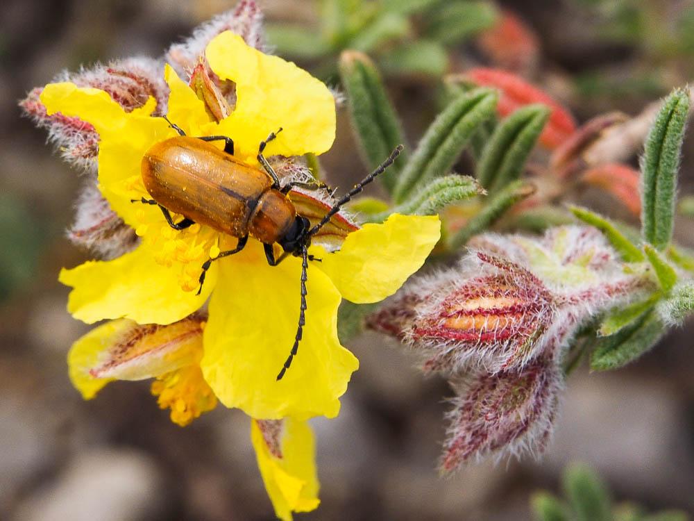 Lupérus portugais Exosoma lusitanicum (Linnaeus, 1767)