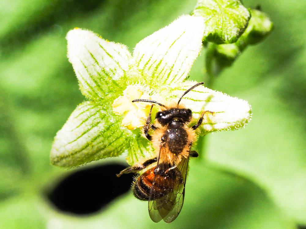 Andrena florea Fabricius, 1793