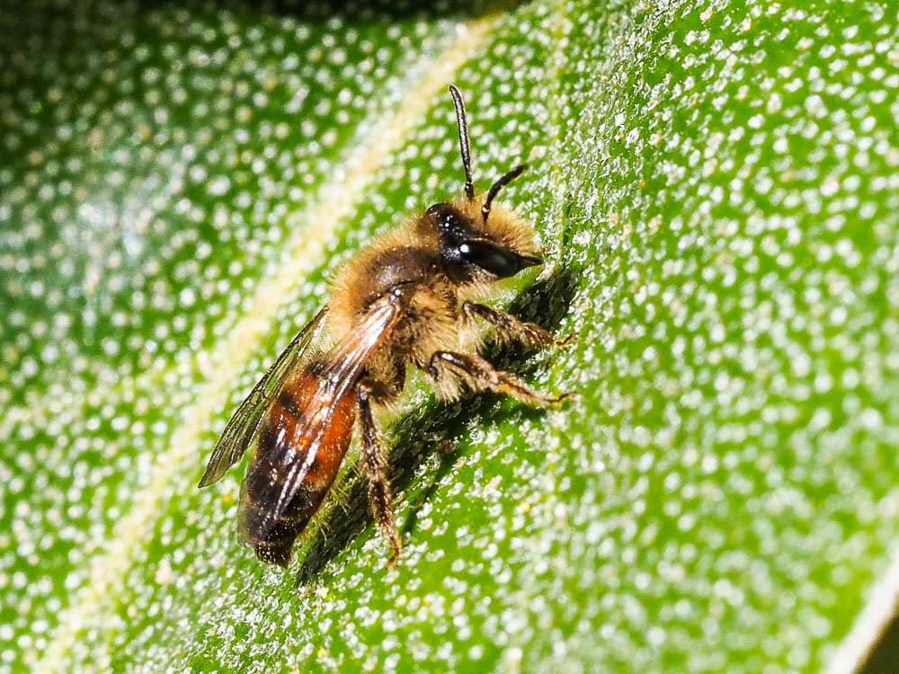  Andrena florea Fabricius, 1793