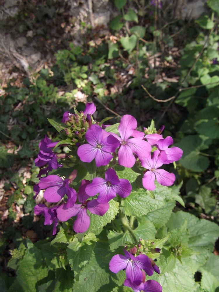 Monnaie-du-Pape, Lunaire annuelle Lunaria annua L., 1753
