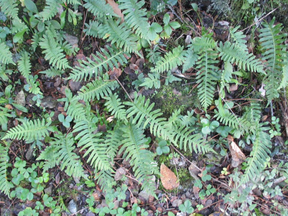 Réglisse des bois, Polypode vulgaire Polypodium vulgare L., 1753