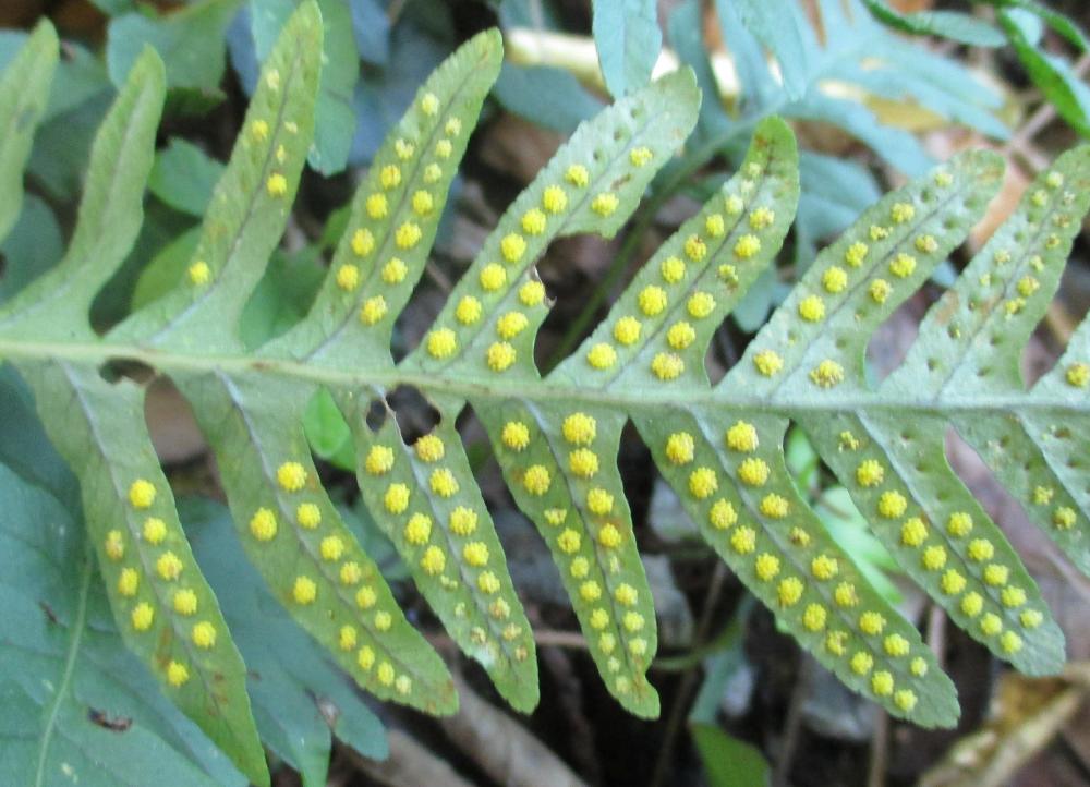 Réglisse des bois, Polypode vulgaire Polypodium vulgare L., 1753