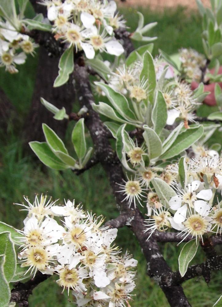 Poirier amandier, Poirier à feuilles d'Amandier Pyrus spinosa Forssk., 1775