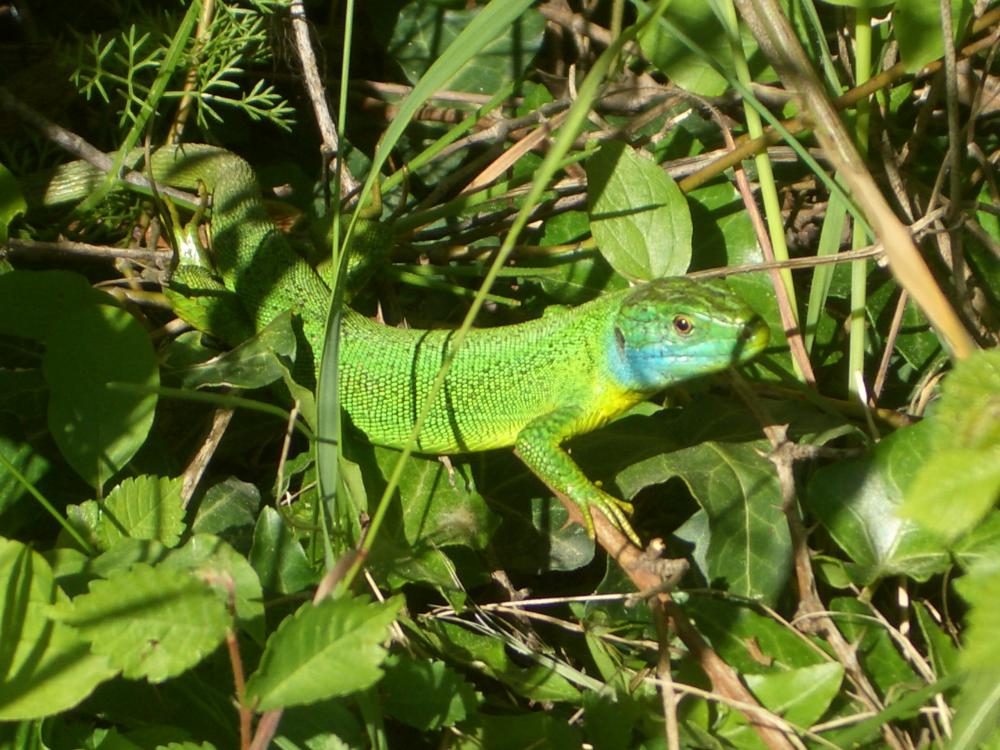 Lézard vert Lacerta bilineata Daudin, 1802