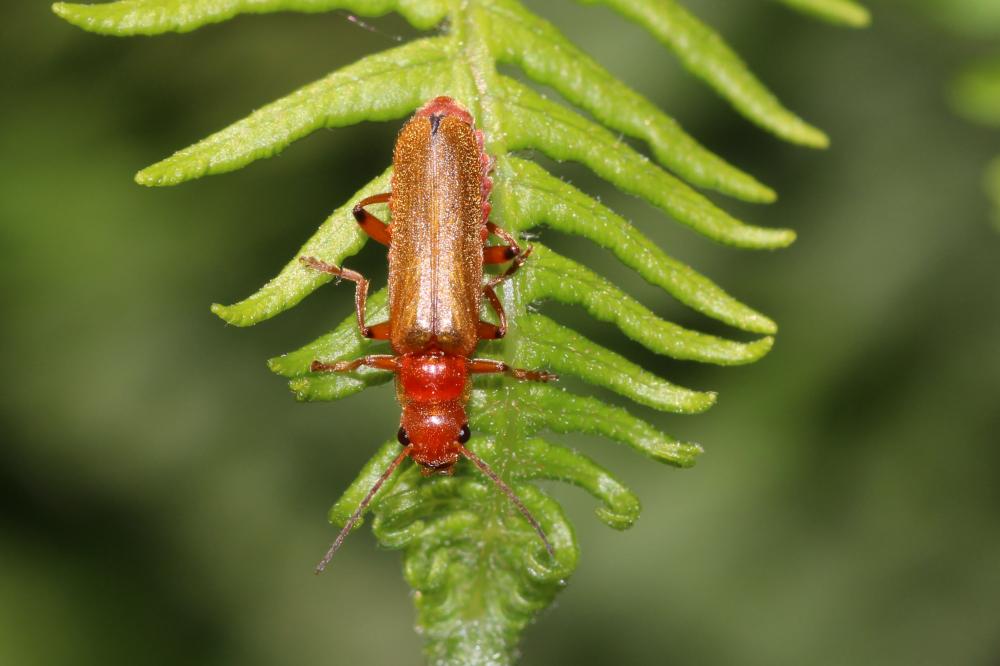 Cantharis Linnaeus, 1758