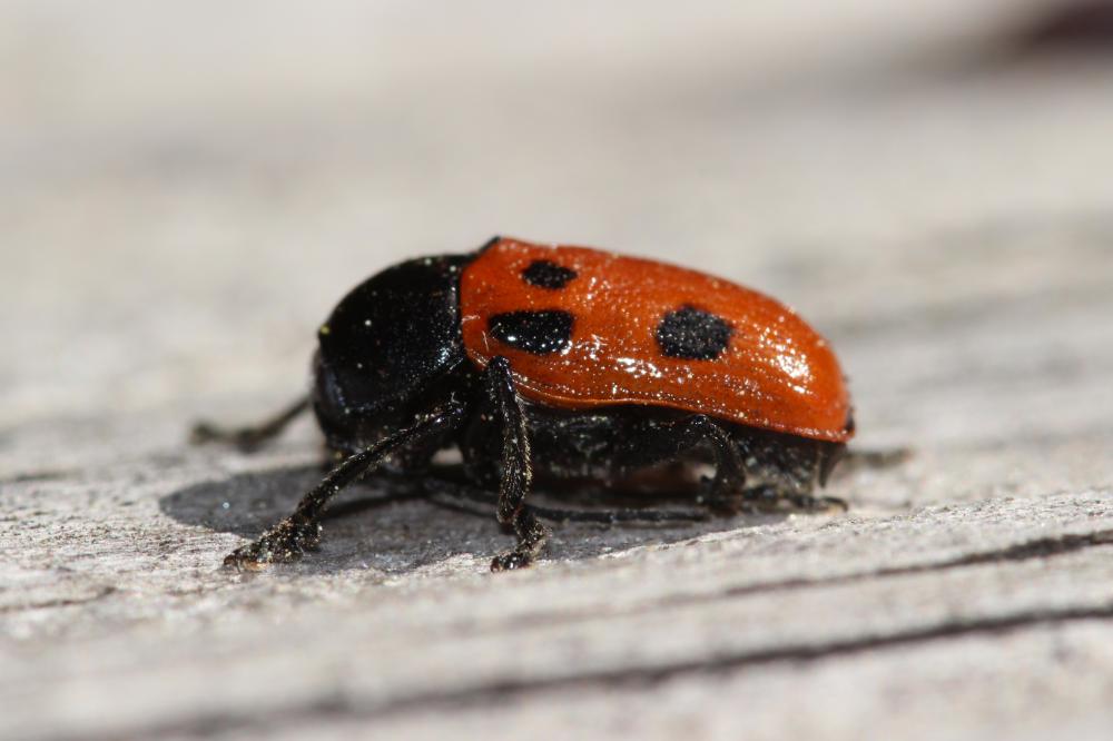  Cryptocephalus loreyi Solier, 1837