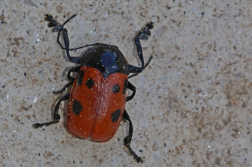 Cryptocephalus loreyi Solier, 1837