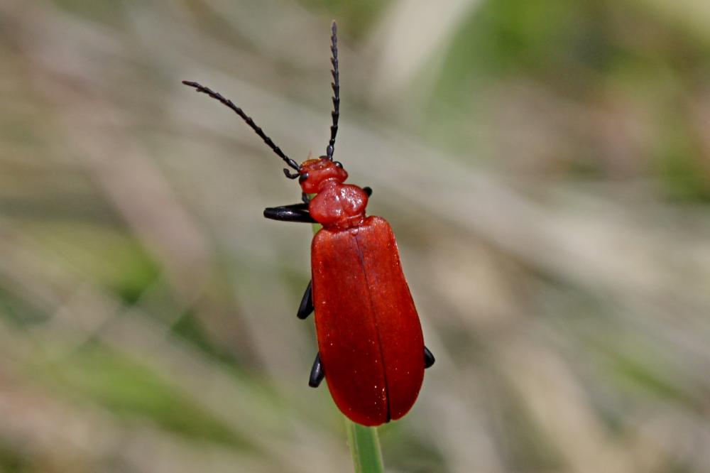 Cardinal à tête rouge Pyrochroa serraticornis (Scopoli, 1763)