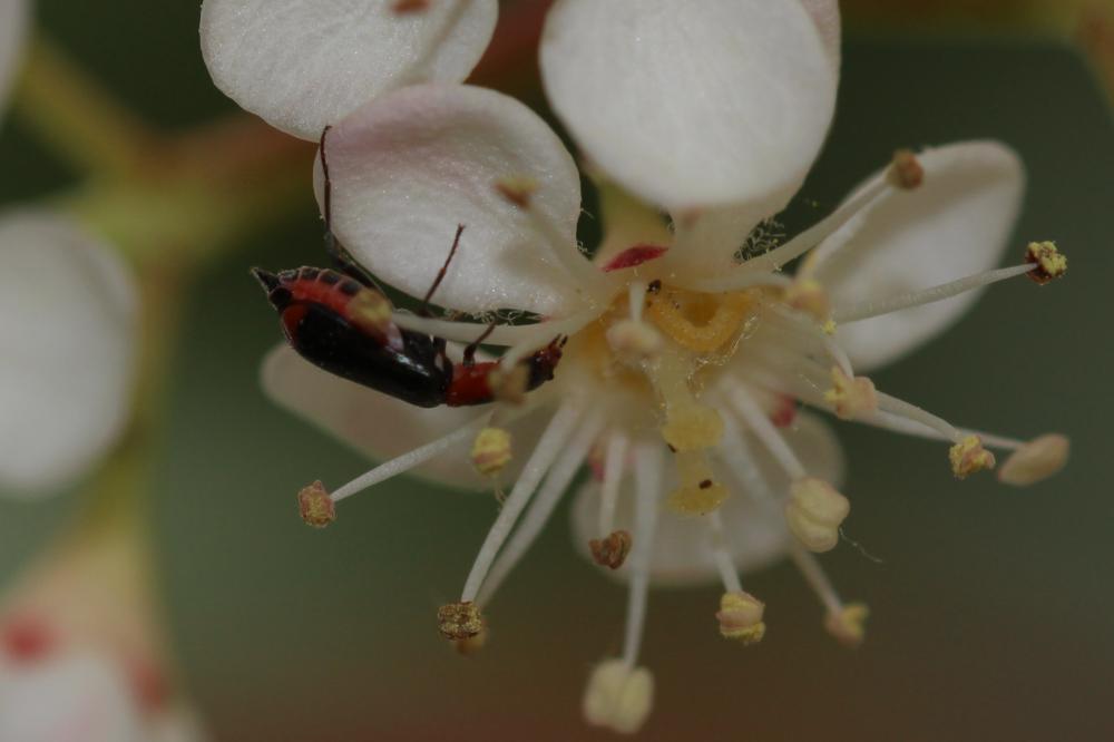Attalus minimus (Rossi, 1790)