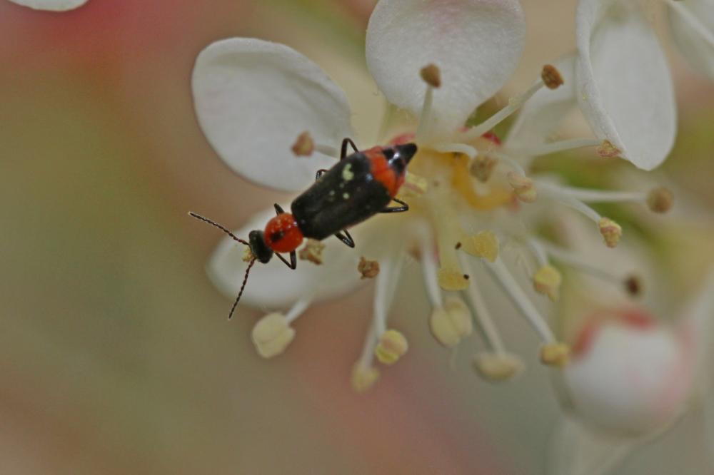 Attalus minimus (Rossi, 1790)