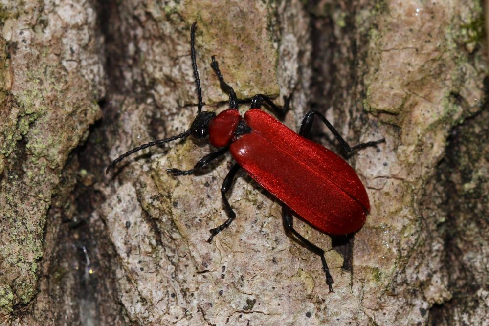 Cardinal, Pyrochore écarlate Pyrochroa coccinea (Linnaeus, 1760)