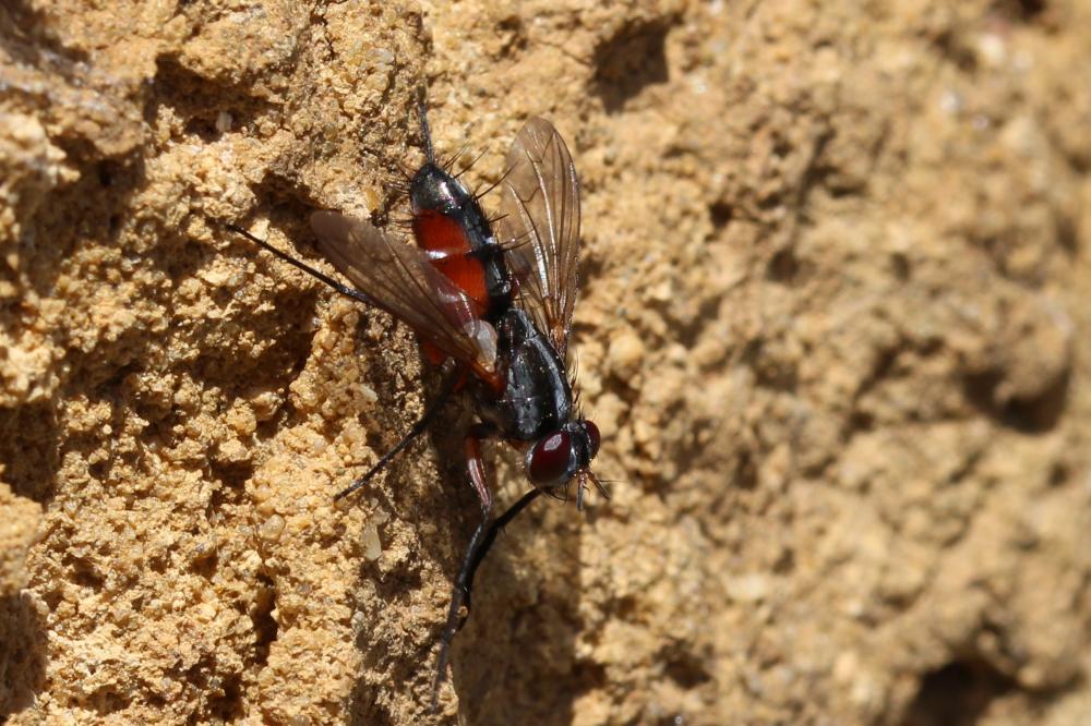 Mintho rufiventris (Fallén, 1817)