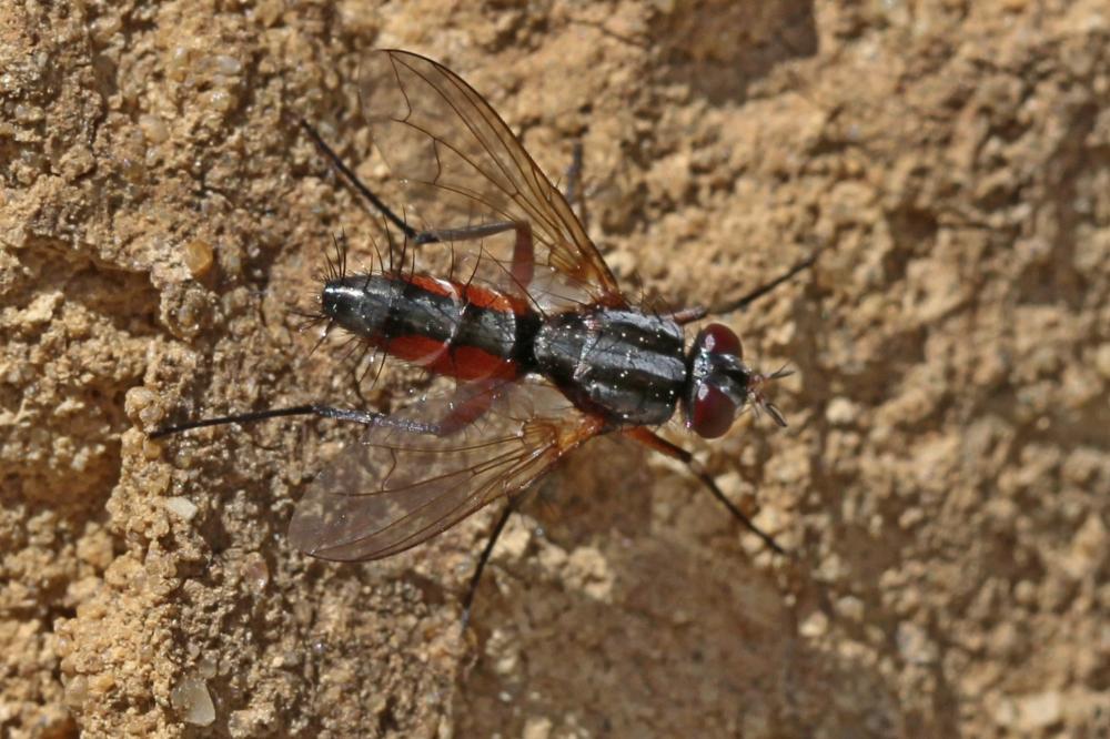 Mintho rufiventris (Fallén, 1817)