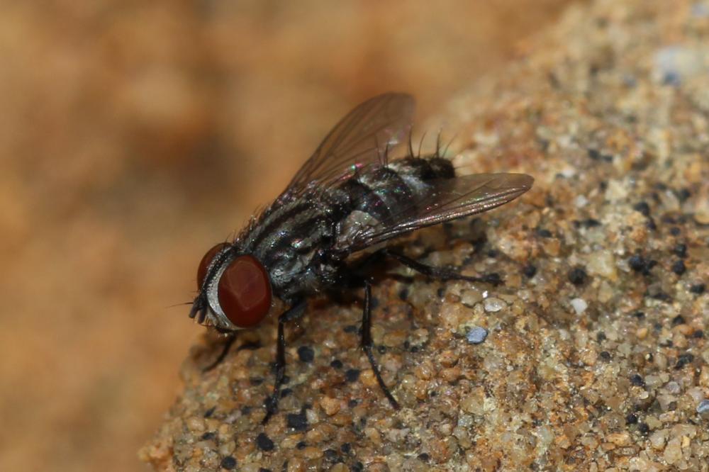  Amobia 