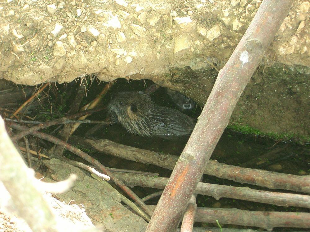 Ragondin Myocastor coypus (Molina, 1782)