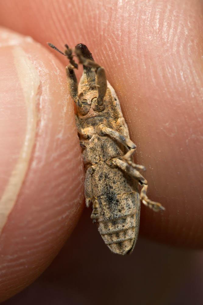  Lixus juncii Boheman, 1835